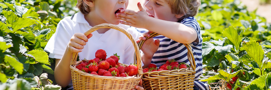 strawberry season header