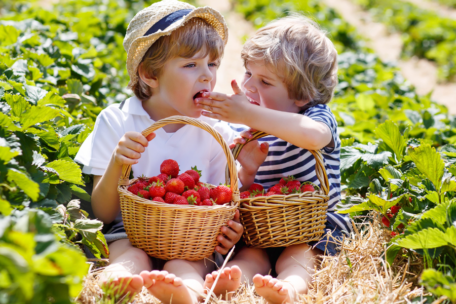 It's Strawberry Season! Ideon.co.uk Packaging Blog UK